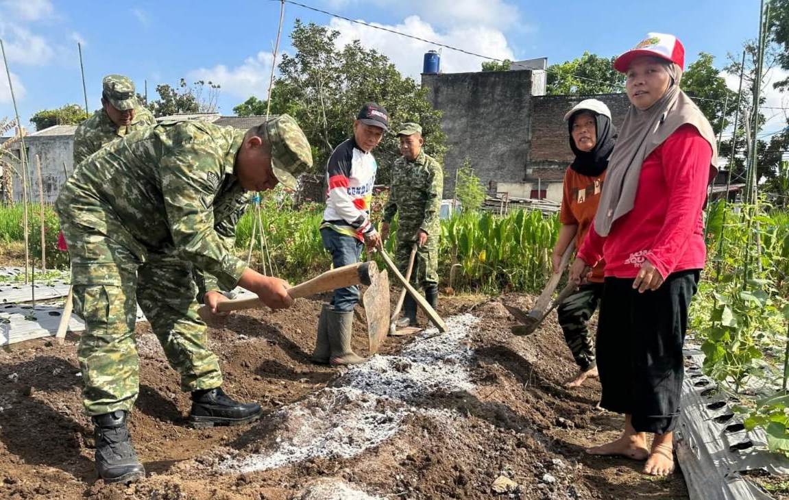 Koramil Depok Bantu KWT Teratai Mekar Kembangkan Kebun Cabai di Condongcatur