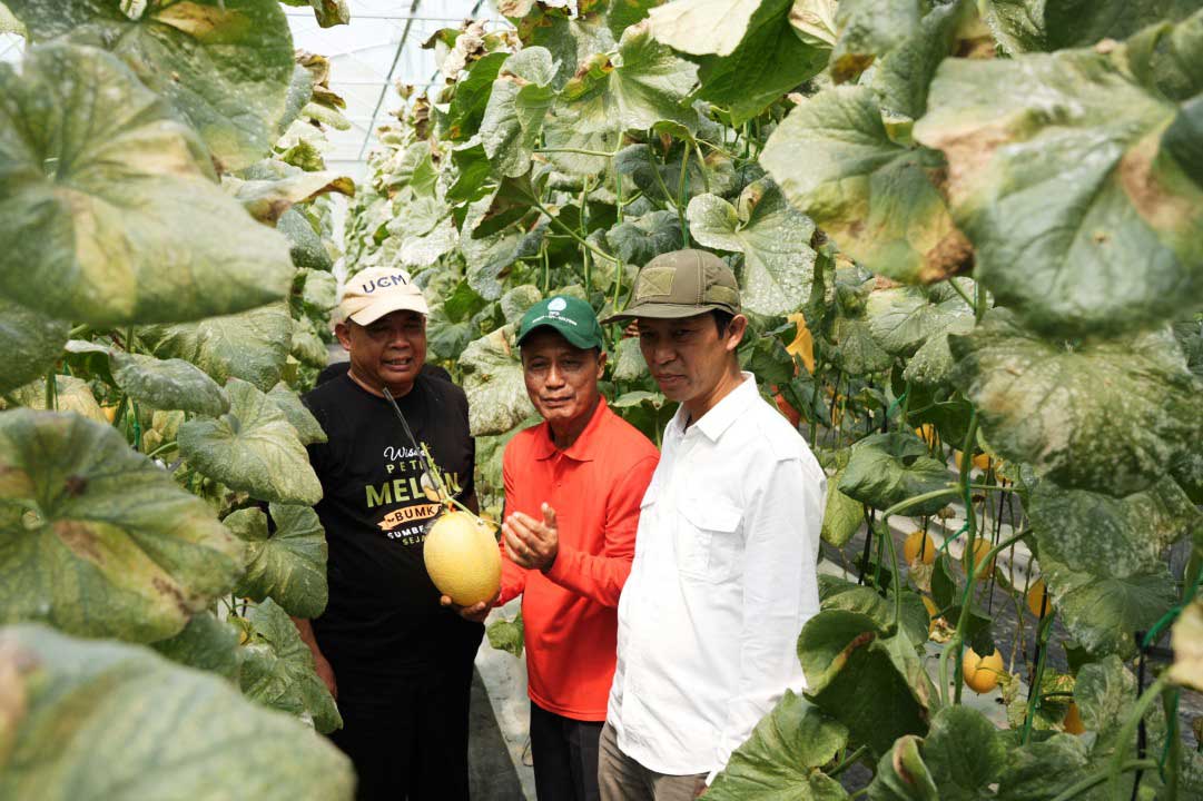 Harda Kiswaya Dorong Tanah Kas Kalurahan Jadi Sentra Melon Premium