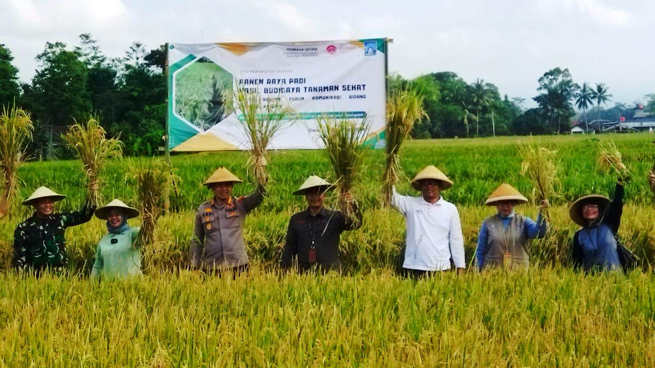 Panen Raya Padi di Sleman Stabilkan Stok Pangan 