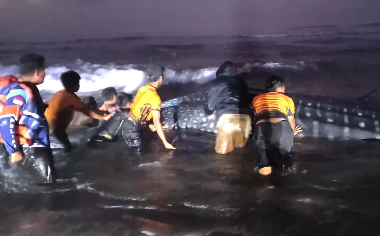 Hiu Tutul 6 Meter Terdampar di Parangkusumo, Upaya Kembalikan ke Laut Gagal
