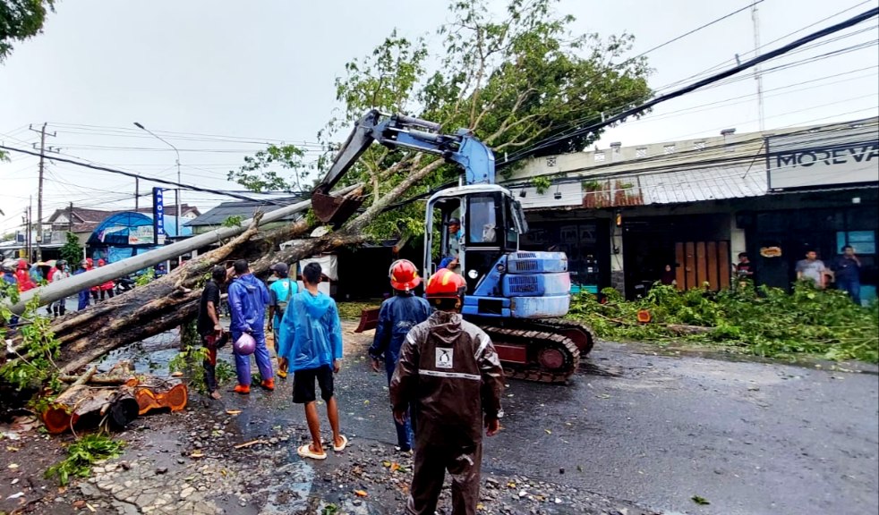 Pohon Tumbang Timpa Rumah di Parangtritis KM 7 Bantul, Lalu Lintas Sempat Lumpuh