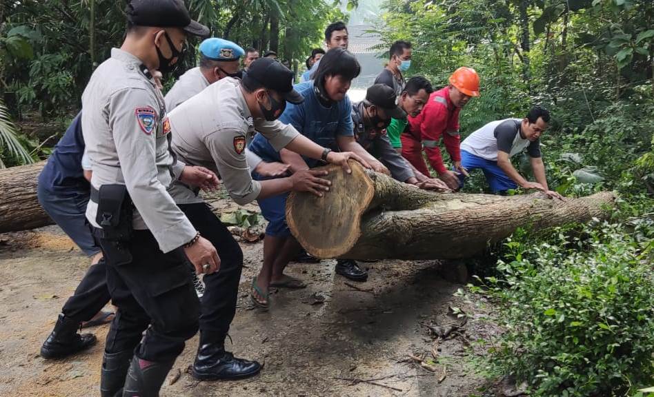 Cuaca Ekstrem,  Belasan Rumah dan Jaringan Listrik Tertimpa Pohon